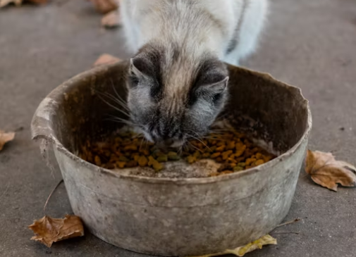 寵物飼料樣圖